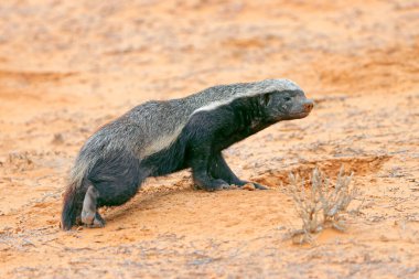 A honey badger (Mellivora capensis) in natural habitat, Kalahari desert, South Africa