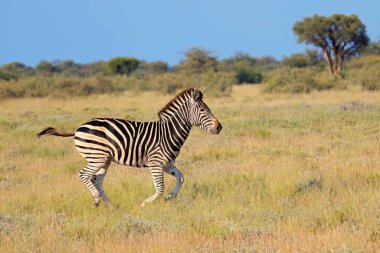 Güney Afrika 'da çayırlarda koşan bir zebra (Equus burchelli).