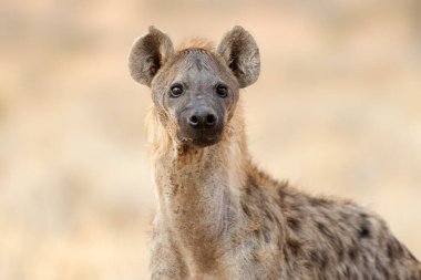 Benekli bir sırtlanın portresi (Crocuta crocuta), Kalahari çölü, Güney Afrika