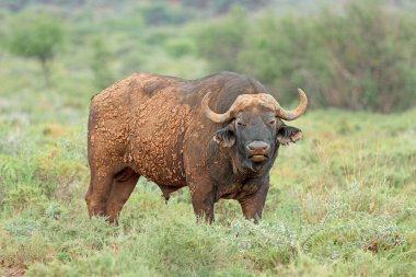 Doğal habitat, Mokala Ulusal Parkı, Güney Afrika 'da büyük bir Afrika manda boğası (Syncerus caffer)