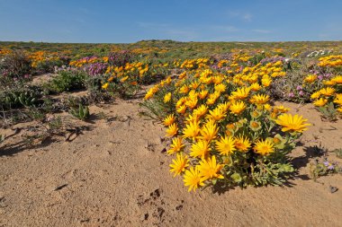 Renkli baharlar, kır çiçekleri, Namaqualand, Kuzey Burnu, Güney Afrika