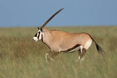 Güney Afrika 'daki Mokala Ulusal Parkı' nda açık çayırlarda dolaşan bir mücevher antilobu (Oryx gazella).
