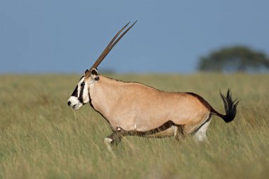 Güney Afrika 'daki Mokala Ulusal Parkı' nda açık çayırlarda dolaşan bir mücevher antilobu (Oryx gazella).