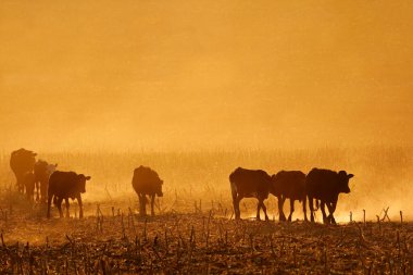Günbatımında tozlu arazide yürüyen sığır siluetleri, Güney Afrika
