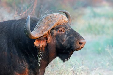 Afrika veya Cape buffalo boğasının portresi (Syncerus caffer), Güney Afrika