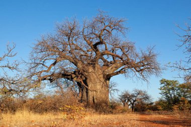 Büyük baobab ağacı (Adansonia digitata) kurak mevsim boyunca Güney Afrika 'nın Limpopo eyaletinde bulunur.
