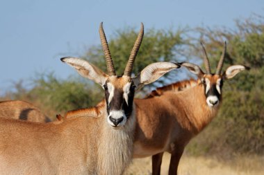 Doğal habitat, Güney Afrika 'da nadir bulunan bir roan antilobu portresi (Hippotragus equinus)