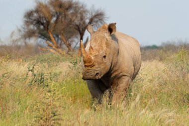 Nesli tükenmekte olan beyaz gergedan (Ceratotherium simum) doğal yaşam alanı, Güney Afrika