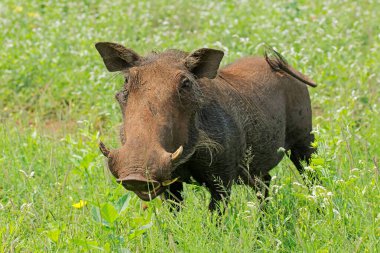 Doğal habitat, Madikwe oyun rezervi, Güney Afrika 'da bir yaban domuzu (Phacochoerus africanus)