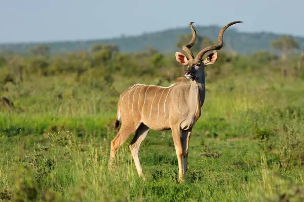 Doğal habitat, Madikwe oyun rezervi, Güney Afrika 'da bir erkek kudu antilobu (Tragelaphus strepsiceros)