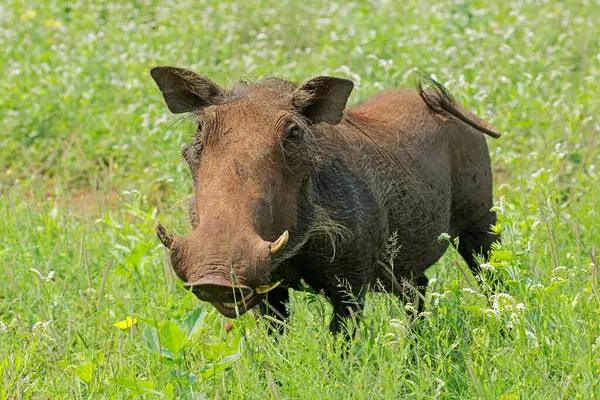 Doğal habitat, Madikwe oyun rezervi, Güney Afrika 'da bir yaban domuzu (Phacochoerus africanus)