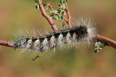 Güney Afrika 'da bir bitkinin üzerinde oturan bir Afrika ipek güve tırtılının (Gonometa postica) yakın çekimi