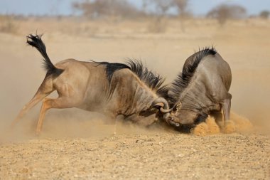 İki mavi antilop Connochaetes Taurinus 'un hakimiyet mücadelesi, Kalahari Çölü, Güney Afrika