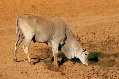 Bir erkek antilop (Tragelaphus oryx) Güney Afrika 'daki Mokala Ulusal Parkı' nda çamurlu bir su birikintisinde içiyor.