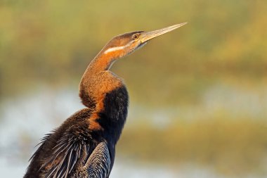 Doğal habitat, Chobe Ulusal Parkı, Botswana 'da bir Afrika dartının portresi (Anhinga rufa)