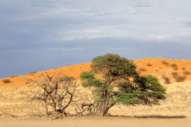 Fırtınalı bir gökyüzü, Kalahari çölü, Güney Afrika 'ya karşı dikenli ağaç ve kırmızı kum tepeleri olan manzaralı bir yer.