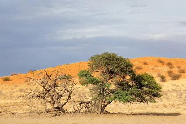 Fırtınalı bir gökyüzü, Kalahari çölü, Güney Afrika 'ya karşı dikenli ağaç ve kırmızı kum tepeleri olan manzaralı bir yer.