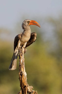Bir Bradfields boynuz faturası (Lophoceros bradfieldi) bir dala tünedi, Chobe Ulusal Parkı, Botswana
