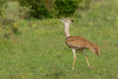 Doğal yaşam alanında yürüyen büyük bir kori bustard (Ardeotis kori), Madikwe oyun rezervi, Güney Afrika