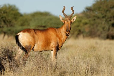 Kızıl bir antilop (Alcelaphus buselaphus) doğal yaşam alanında, Mokala Ulusal Parkı, Güney Afrika