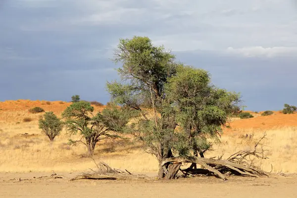 Fırtınalı bir gökyüzü, Kalahari çölü, Güney Afrika 'ya karşı dikenli ağaçlar ve kırmızı kum tepeleri olan manzaralı bir yer.