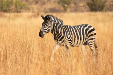 Çayırlarda yürüyen bir zebra (Equus burchelli), Pilanesberg Ulusal Parkı, Güney Afrika