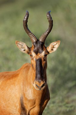 Doğal habitat, Mokala Ulusal Parkı, Güney Afrika 'da kızıl bir antilop portresi (Alcelaphus buselaphus)