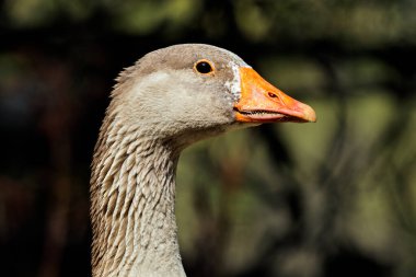 Doğal ışık altında evcil bir kazın (Anser türü) yakın plan portresi