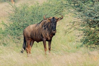 Mavi bir antilop (Connochaetes taurinus) Güney Afrika 'da doğal yaşam alanında duruyor.