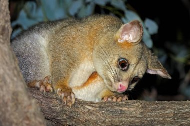 Güney Avustralya 'da bir ağaçta, gece yaşayan bir fırça kuyruklu sıçan portresi (Trichosurus vulpecula)