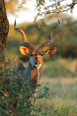 Bir erkek antilop portresi (Tragelaphus strepsiceros), Mokala Ulusal Parkı, Güney Afrika
