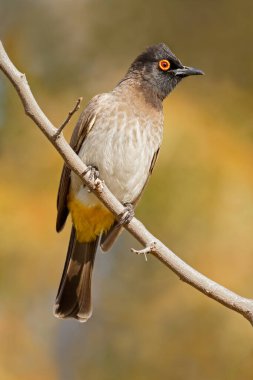 Afrika kırmızı gözlü bir bulbul (Pycnonotus nigricans) Güney Afrika 'da bir dala tünemişti.