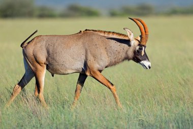 Açık çayır, Mokala Ulusal Parkı, Güney Afrika 'da nadir bulunan bir roan antilobu (Hippotragus equinus)