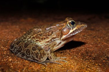 Bir yaygın veya Angola nehir kurbağası (Amietia angolensis) Güney Afrika 'da doğal yaşam alanında oturmaktadır.
