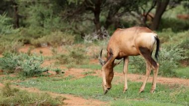 Doğal yaşam alanında beslenen kırmızı bir antilop (Alcelaphus buselaphus), Mokala Ulusal Parkı, Güney Afrika