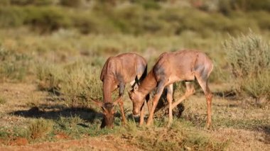 Tsessebe antilobu (Damaliscus lunatus) doğal habitat, Mokala Ulusal Parkı, Güney Afrika 'da beslenen buzağılar