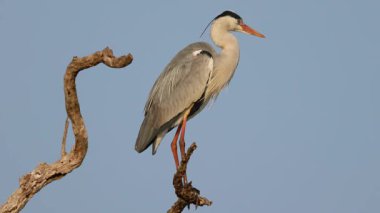 Bir gri balıkçıl (Ardea cinerea) mavi gökyüzü, Kruger Ulusal Parkı, Güney Afrika 'da bir ağaca tünemiştir.