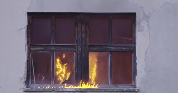 火災事故から建物の燃焼エリアから猫を運ぶ消防ヒーロー 危険な場所から動物を救う チームワークの概念 高品質スローモーション映像 — ストック動画