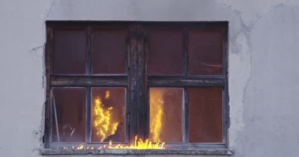 消防员英雄带着猫从着火的建筑区域从火灾事件中出来 把动物从危险的地方救出来 团队合作的概念 高质量慢镜头 — 图库视频影像