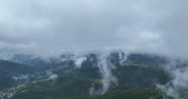 Çam ormanı sis bulutları, havadan görünüşlü İHA 4K videosu indiriyor. Yüksek kalite 4k görüntü