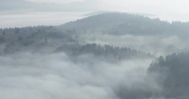 Güzel bir sabahta çam ağacı ormanında esen sisli sisli hava aracı görüntüleri. Dağ tepelerindeki çam ağaçlarının hava görüntüleri. Uzaydaki doğal arkaplanı kopyala Merhaba kaliteli 4K video