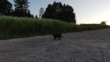 Arka planda güzel bir günbatımı olan güzel çam ağaçları ile tepenin üzerinden hızlı ve manevra yapılabilir bir uçuş. FPV insansız hava aracı ile çekildi. Yüksek kalite 4k görüntü