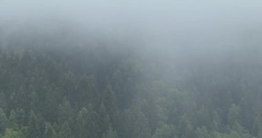 Dağlarda yağışlı hava. Çam ağacı ormanında sisli bir sis esiyor. Sisli bir günde dağ tepelerindeki ladin ormanlarının hava görüntüleri. Güzel ormanda sabah sisi. Merhaba kaliteli 4K video