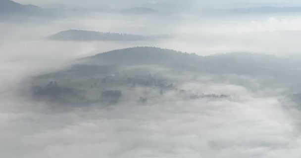 Letecký Záznam Mlhavé Mlhy Vanoucí Nad Borovým Lesem Krásného Rána — Stock video