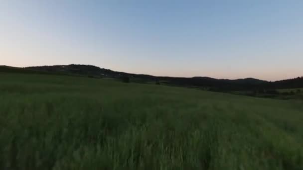 Arka Planda Güzel Bir Günbatımı Olan Güzel Çam Ağaçları Ile — Stok video