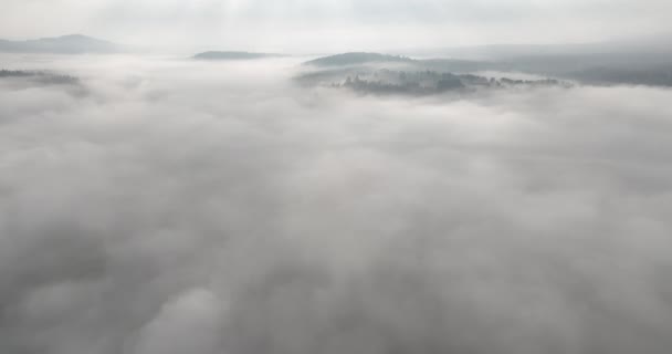 Відеозапис Повітряного Безпілотника Туманного Туману Дме Над Сосновим Лісом Прекрасний — стокове відео