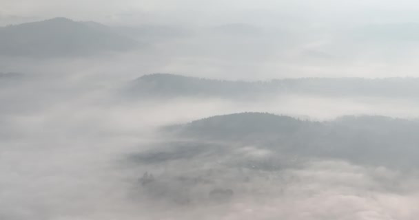 Imágenes Aéreas Aviones Tripulados Niebla Brumosa Soplando Sobre Bosque Pinos — Vídeos de Stock