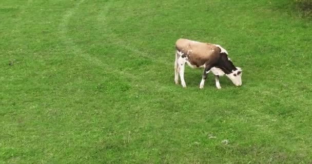 牛の動物の群れの空中ビューは緑の牧草地で休息し 新鮮な草を食べる 高品質軌道ショットドローン4Kビデオ — ストック動画