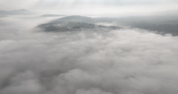 Imágenes Aéreas Aviones Tripulados Niebla Brumosa Soplando Sobre Bosque Pinos — Vídeos de Stock