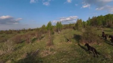 Arka planda güzel bir günbatımı olan orman ve ağaç tepeleriyle tepenin üzerinden hızlı ve manevra yapılabilir bir uçuş. FPV insansız hava aracı ile çekildi. Yüksek kalite 4k görüntü